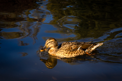 Langwasser