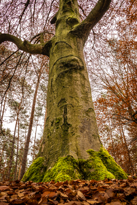 Nürnberger Reichswald