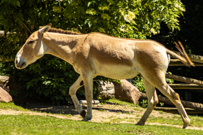 Tiergarten Nürnberg