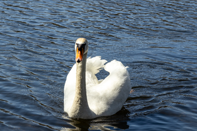 Volkspark Dutzendteich